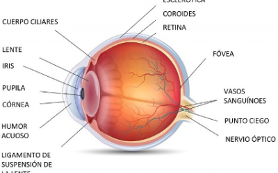 ANATOMÍA DEL OJO